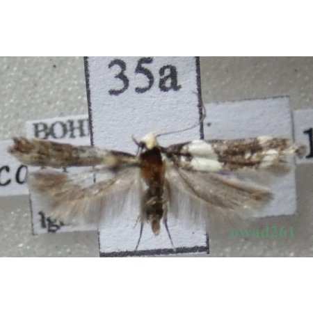 Recurvaria leucatella (Clerck, 1759) Czech35a